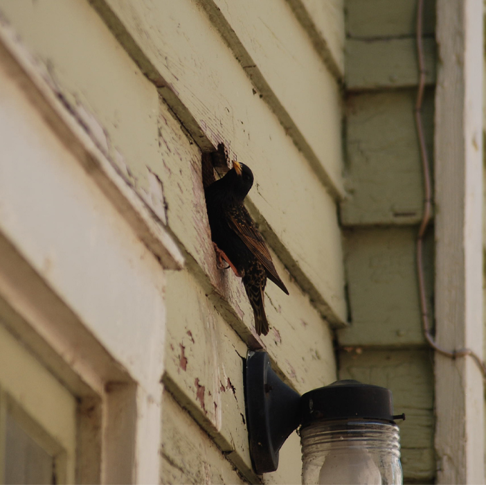 Birds in Vents Waukesha Wildlife Removal